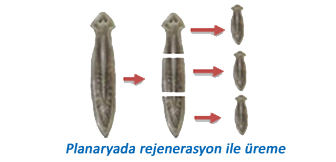 Planaryada rejenerasyon ile üreme